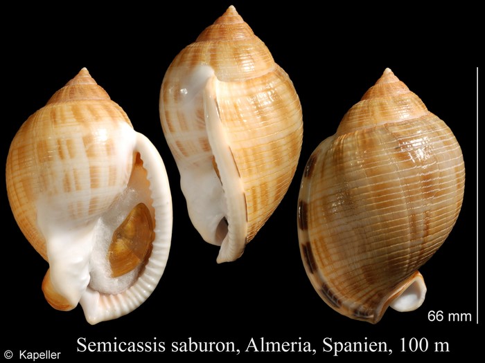 Semicassis saburon