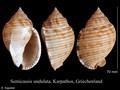 Mollusca (molluscs)