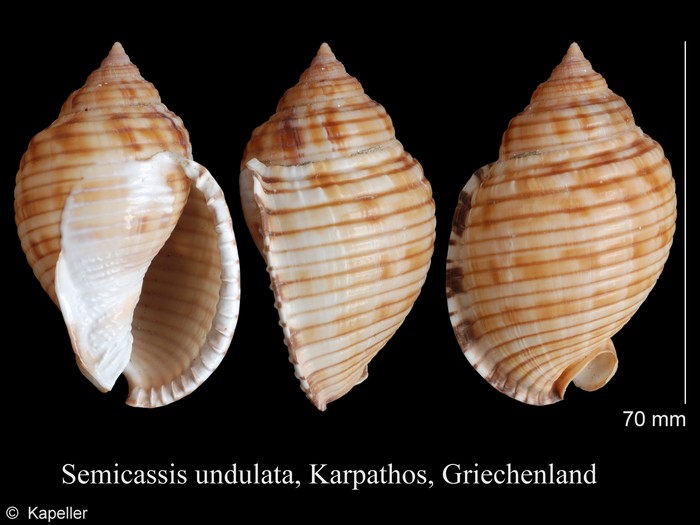 Semicassis undulata Semicassis undulata
