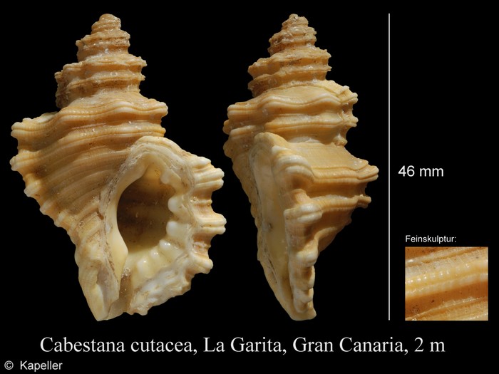 Cabestana cutacea