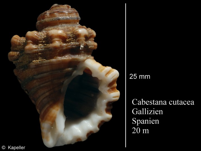 Cabestana cutacea