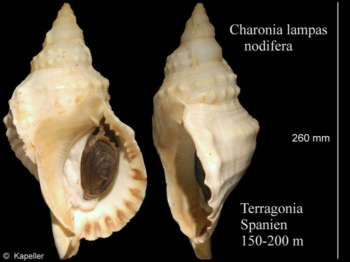 Charonia lampas