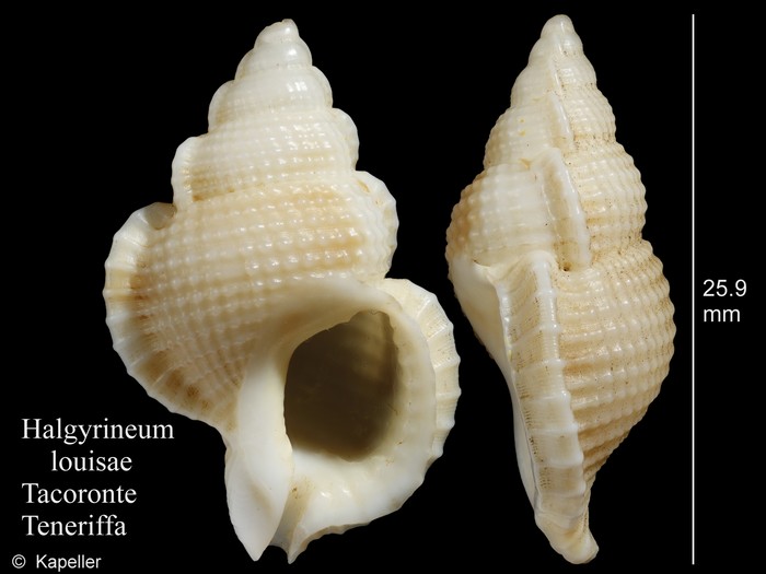 Halgyrineum louisae