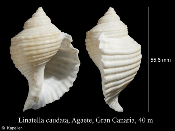 Linatella caudata