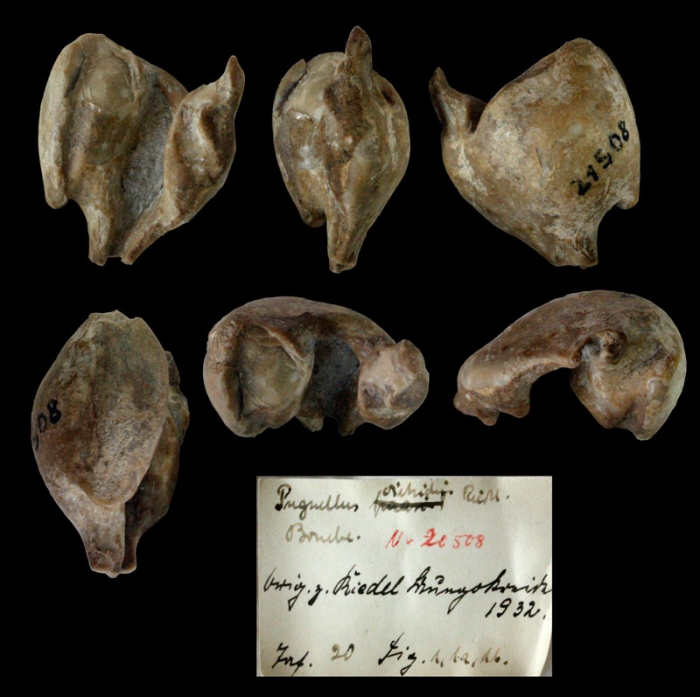 Pugnellus dietrichi (Riedel, 1932) Pugnellus dietrichi (Riedel, 1932)