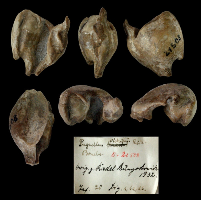 Pugnellus dietrichi (Riedel, 1932)