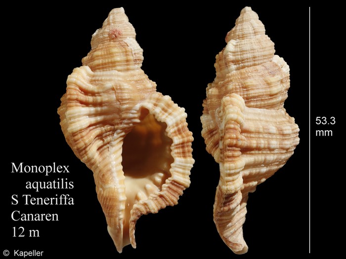 Monoplex aquatilis