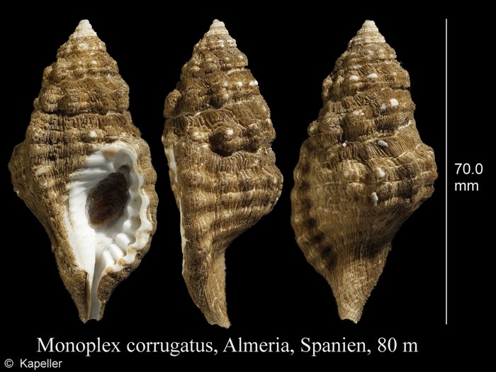 Monoplex corrugatus