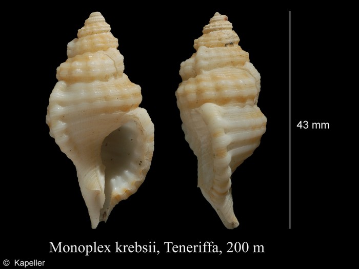 Monoplex krebsii Monoplex krebsii