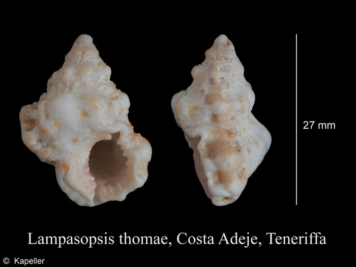 Lampasopsis thomae Lampasopsis thomae