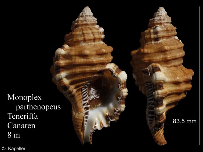 Monoplex parthenopeus