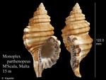 Caenogastropoda