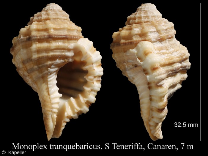 Monoplex tranquebaricus Monoplex tranquebaricus