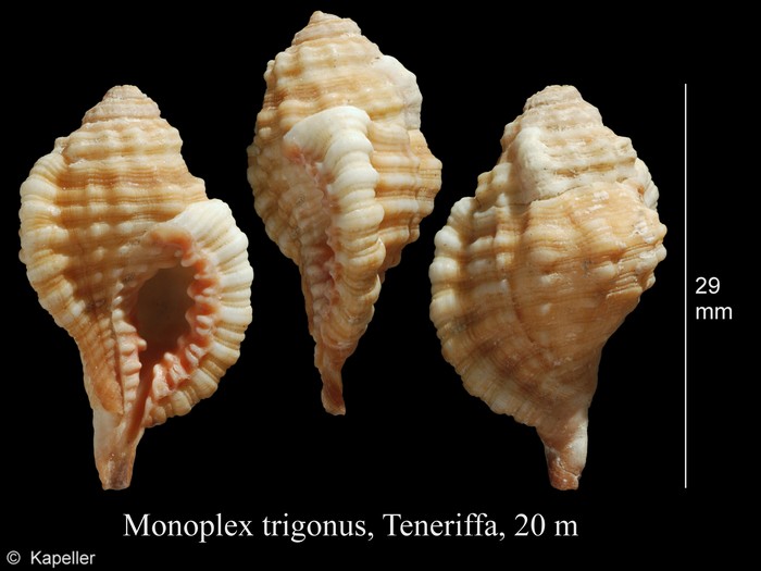 Monoplex trigonus Monoplex trigonus
