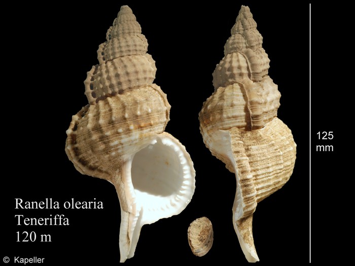 Ranella olearium Ranella olearium
