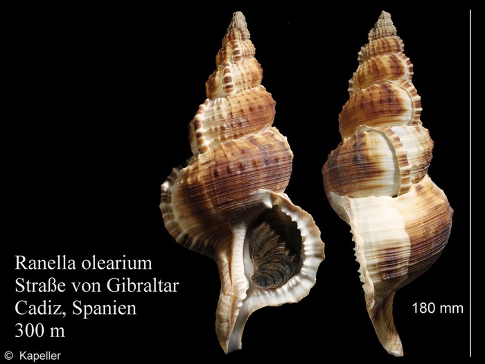 Ranella olearium Ranella olearium