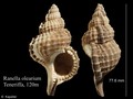 Mollusca (molluscs)