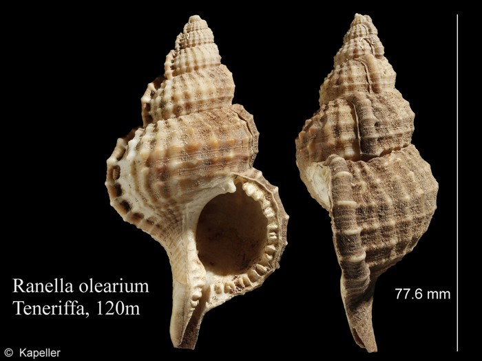 Ranella olearium Ranella olearium