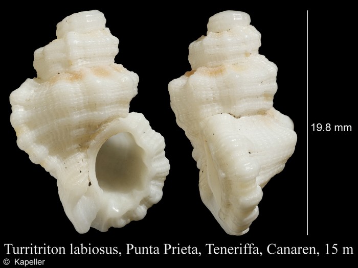 Turritriton labiosus