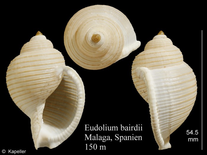 Eudolium bairdii