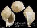 Mollusca (molluscs)