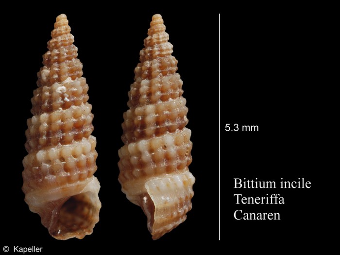 Bittium incile Bittium incile