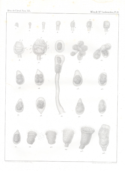 Van Beneden (1845, pl. 2) Van Beneden (1845, pl. 2)