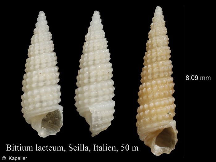 Bittium lacteum