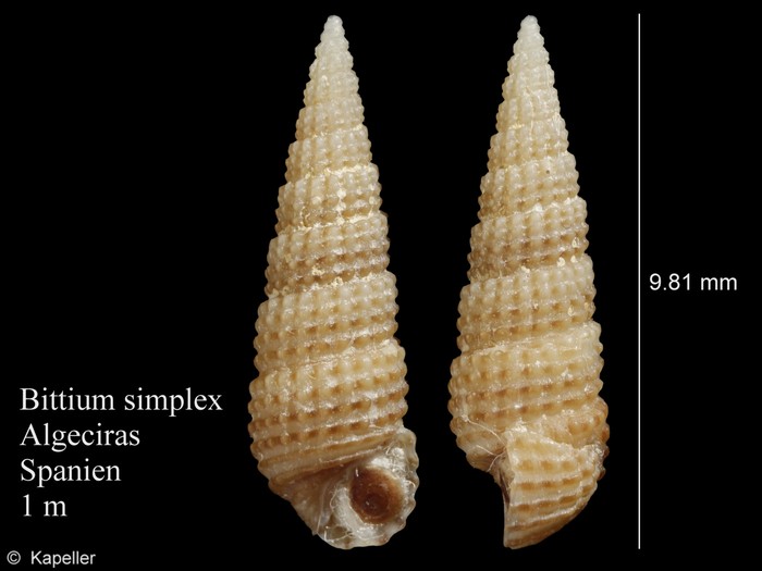 Bittium simplex