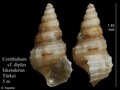 Mollusca (molluscs)