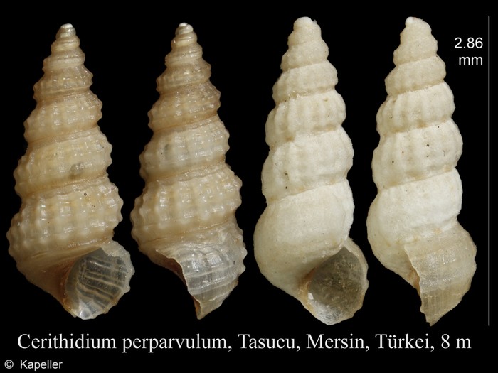 Cerithidium perparvulum Cerithidium perparvulum