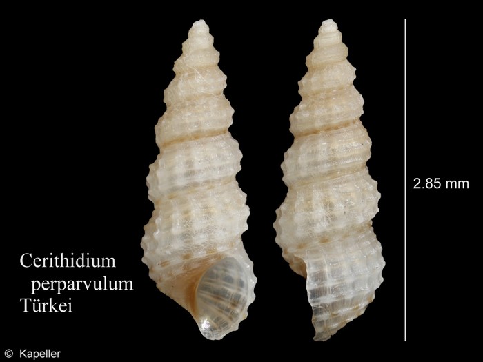 Cerithidium perparvulum Cerithidium perparvulum