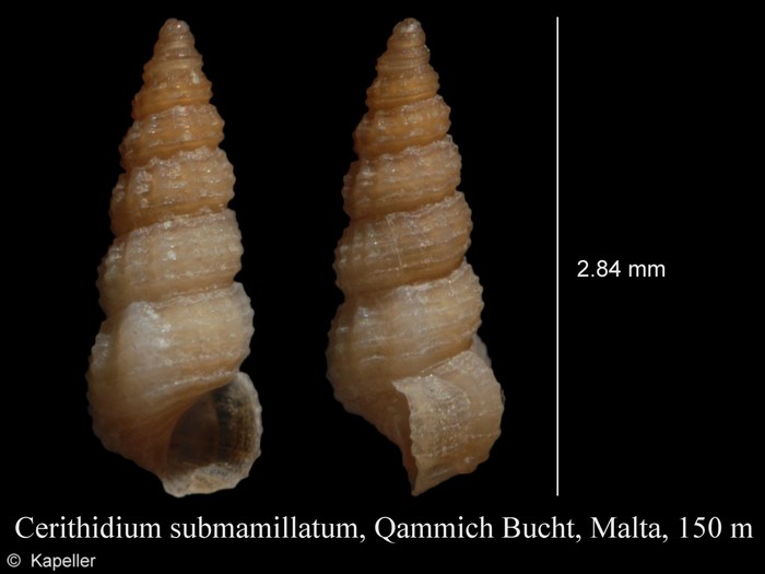 Cerithidium submammillatum Cerithidium submammillatum