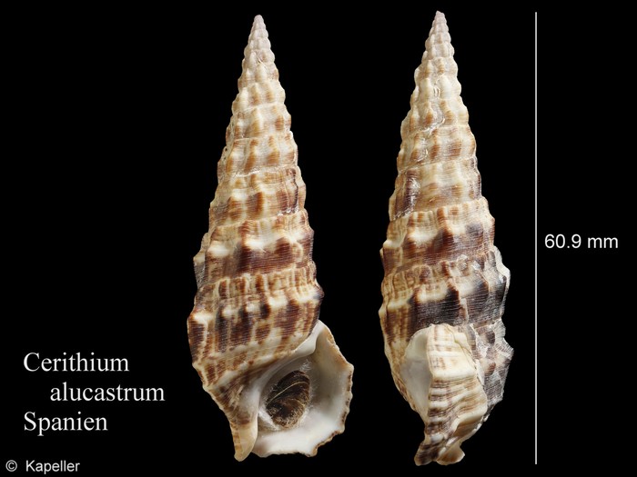 Cerithium alucastrum Cerithium alucastrum