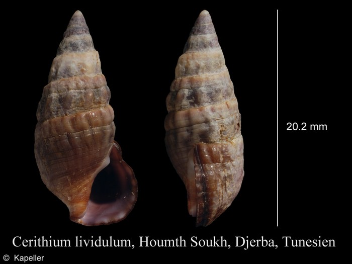 Cerithium lividulum Cerithium lividulum