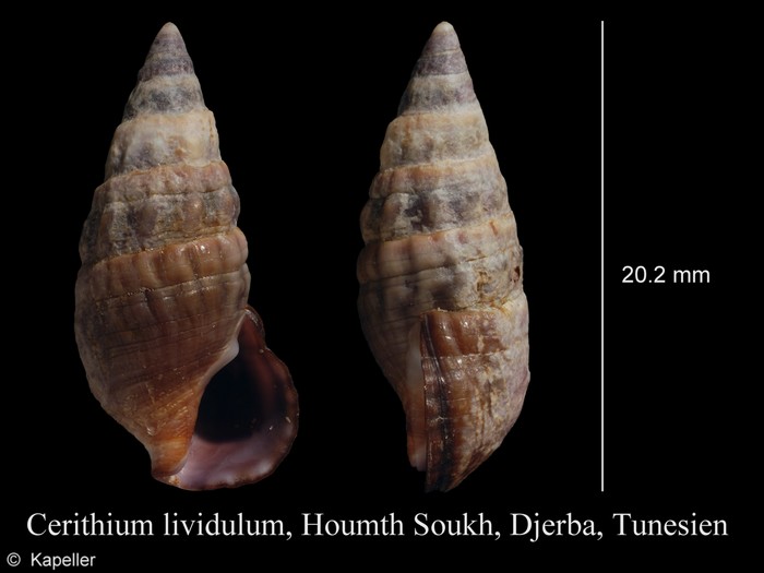 Cerithium lividulum