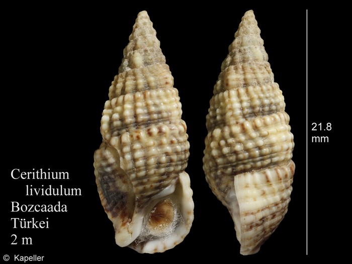 Cerithium lividulum Cerithium lividulum