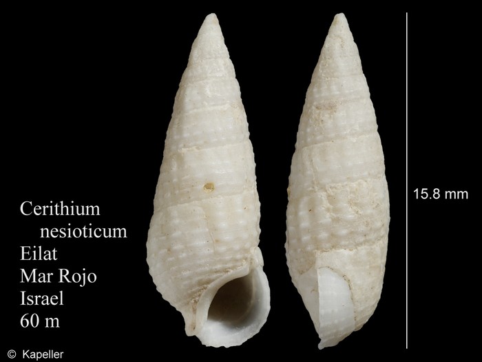 Cerithium nesioticum Cerithium nesioticum