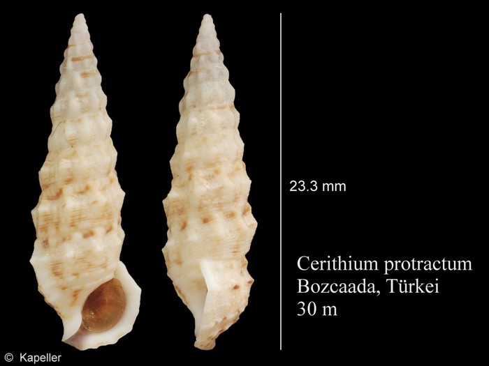 Cerithium protractum