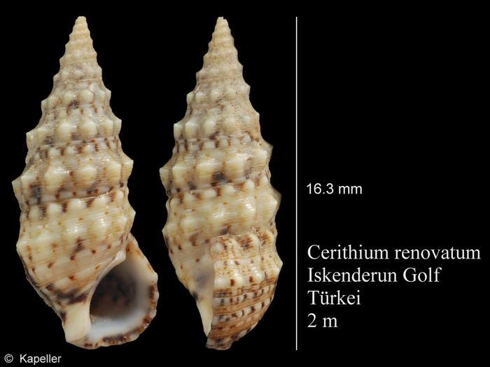 Cerithium renovatum