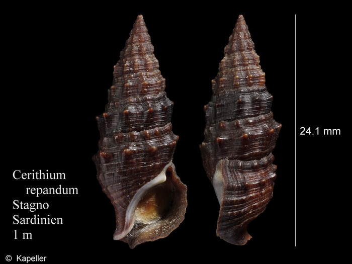 Cerithium repandum