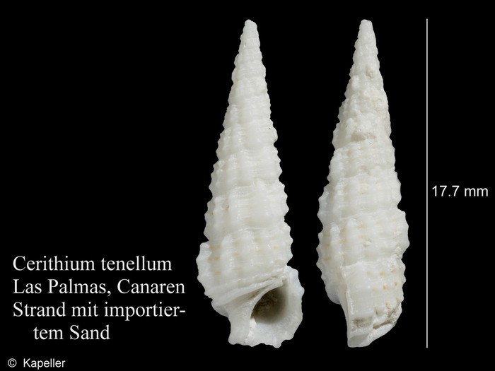 Cerithium tenellum