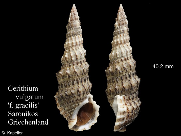 Cerithium vulgatum