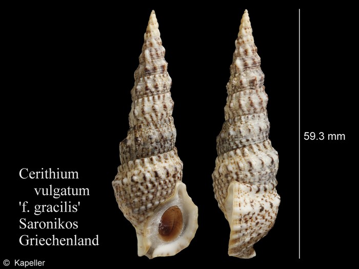 Cerithium vulgatum