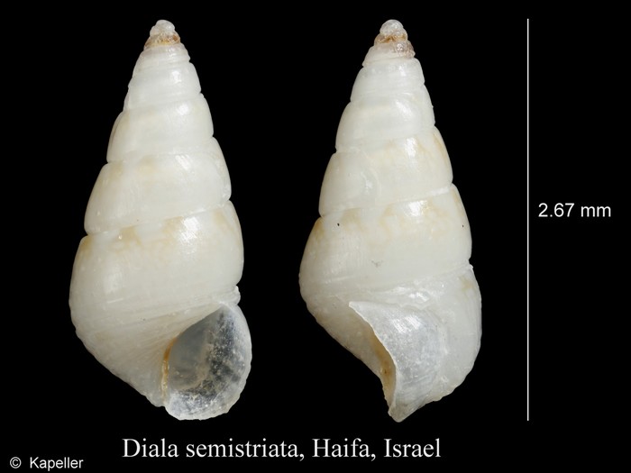 Diala semistriata Diala semistriata