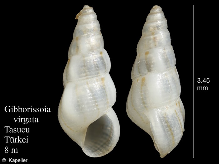 Gibborissoia virgata