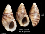 Hinea lineata