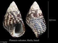 Planaxis sulcatus