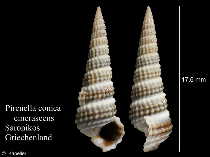 Pirenella conica