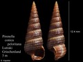 Mollusca (molluscs)